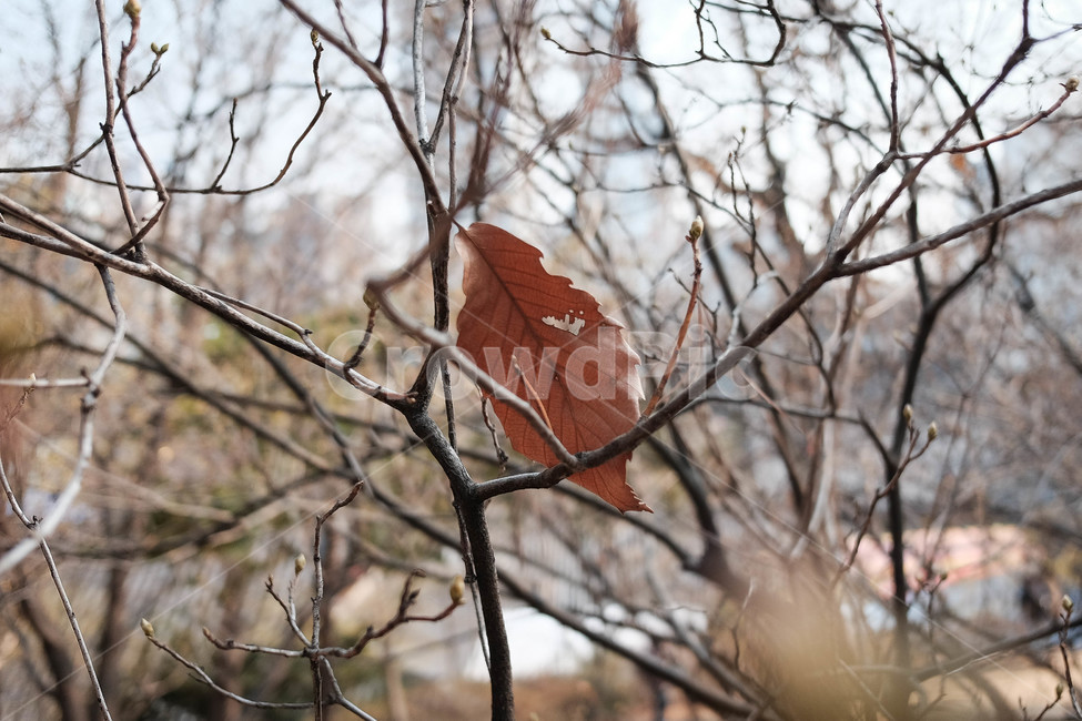 겨울,쓸쓸함,황량함,나뭇잎,메마른,추운,겨울숲,가을,계절,fall,autumn,season,leaf,잎,plant,식물,tree,나무