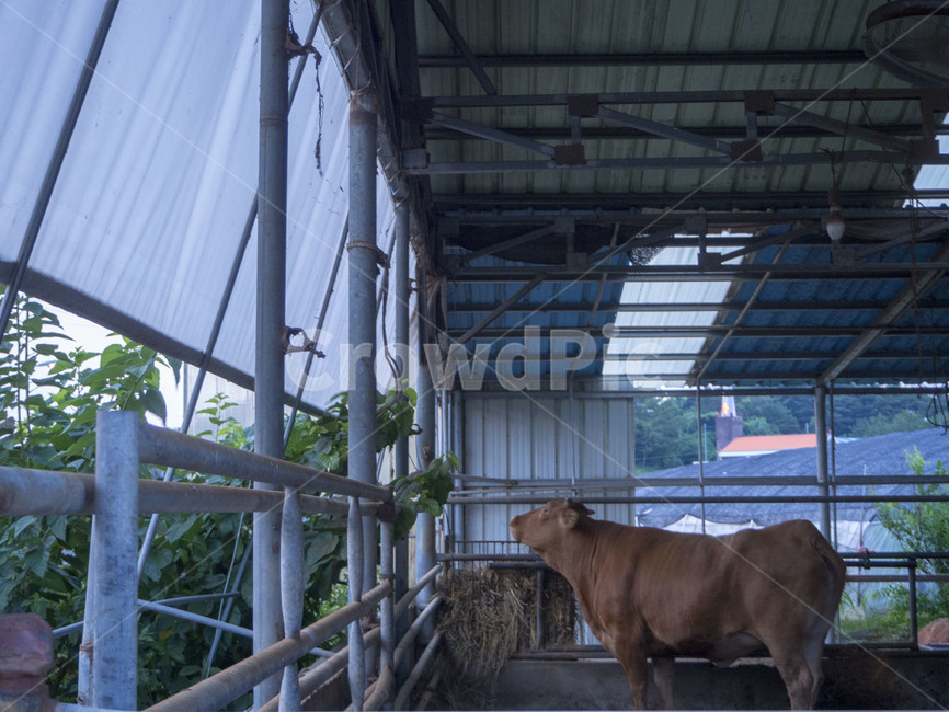 소,cow,갈색소,창녕,창녕소,동물,animal,포유류,mammal,산업,industry,industrial,목축업,목장,livestock farming,ranching,pasture