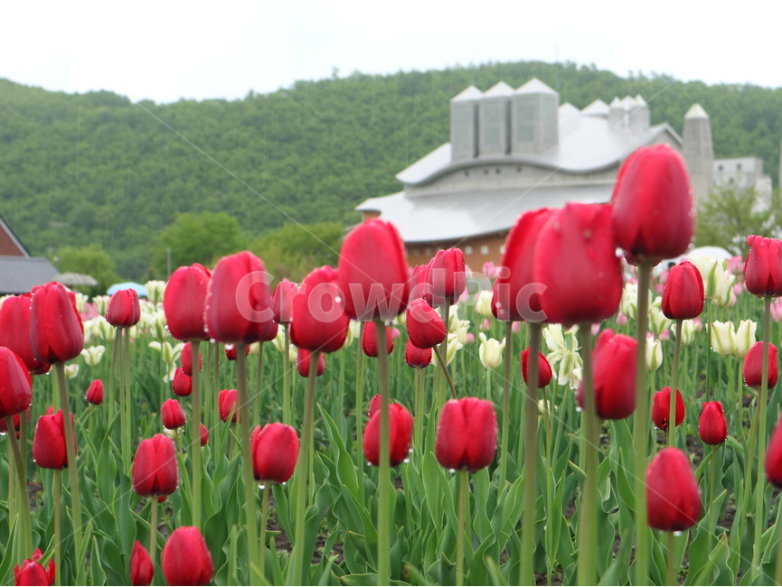 꽃,자연,비,튤립,빨강,식물,자연,plants,nature,꽃,flower