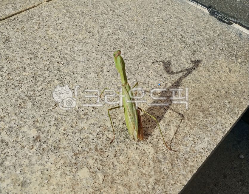 cricketinsect,insect,cricket insect,mantis,beneficial insects