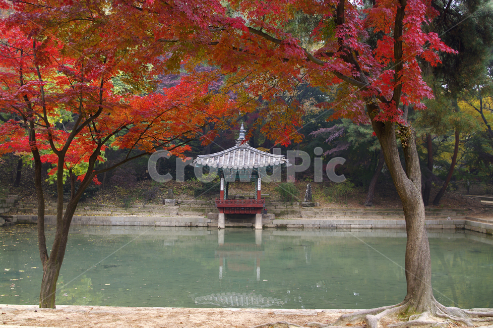 창덕궁,창덕궁후원,애련지,애련정,고궁,건축,전통건축,traditional,전통,기와지붕,가을,fall,나무,식물,plant,단풍,잎,가을,계절,fall,autumn,season,한국전통,한국문화,korean traditional,korean culture,랜드마크,landmark,tourist attraction,한국랜드마크,한국관광지,한국명소,korea landmark,korea tourist attraction,건축물,건물외관,exterior,building,structure,architecture,construction,tree,maple