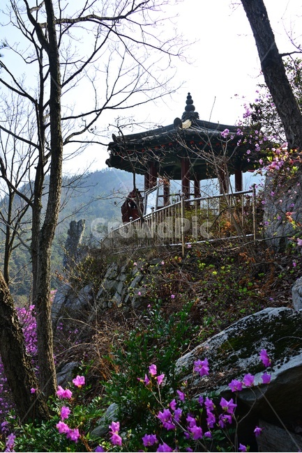 plant,식물,flower,blossom,꽃,강진,도암,석문공원,도암석문공원,진달래,바위,기암괴석,진달래꽃,정자