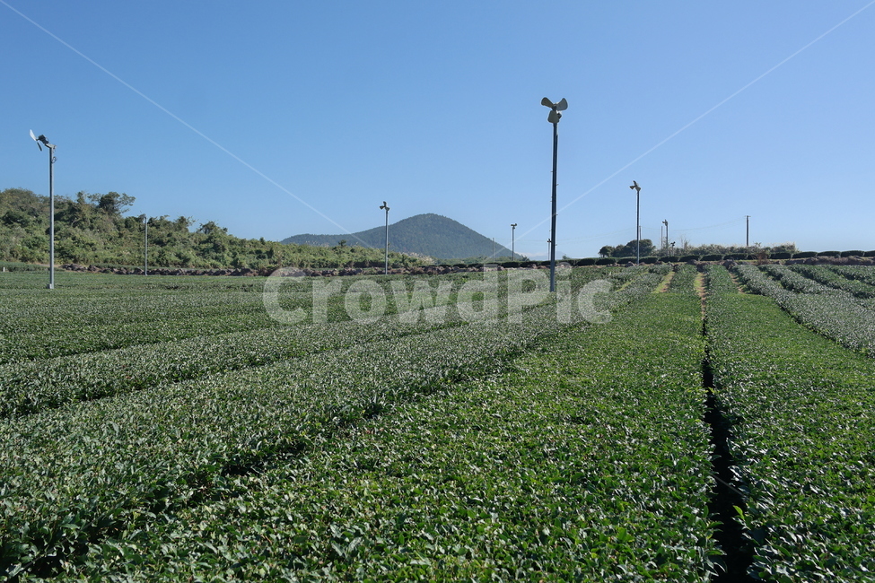 녹차,풍경,자연,옥외,녹차밭,녹색,그린,자연,풍경,nature,landscape