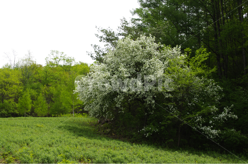 식물,초록,자연,나무,꽃,flower,숲,식물원,자연,풍경,nature,landscape,outdoors,옥외,grassland,목초지,field,들