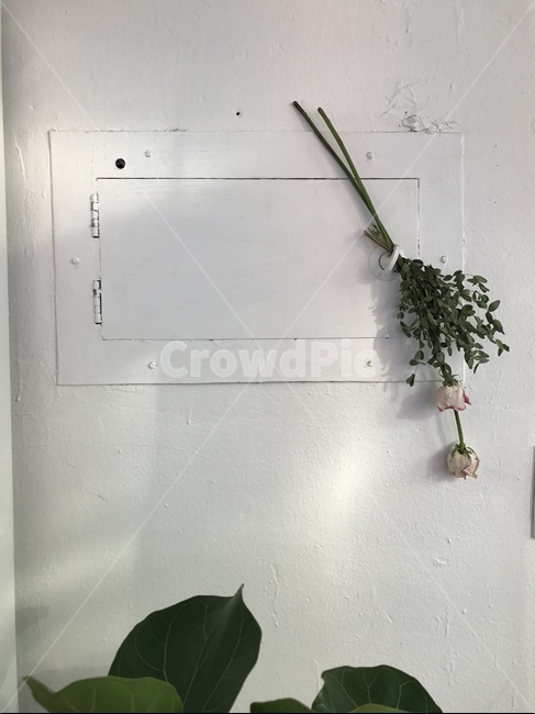 꽃,장미,예쁜장미,예쁜꽃,rose,flower