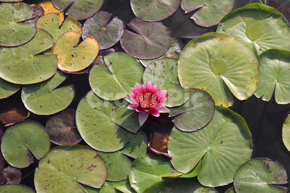 연꽃,분홍꽃,연꽃잎,flower,자연,nature,lotus,꽃,연못,plant