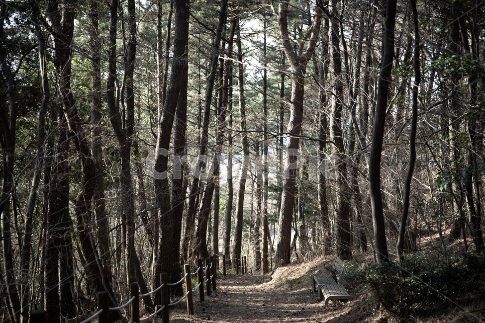 등산로,산책로,숲길,등산,소나무숲,자연,풍경,nature,landscape,vegetation,초목,plant,식물,tree,나무,forest,숲,woodland,삼림지,outdoors,옥외,land,땅,grove,작은 숲,path,통로