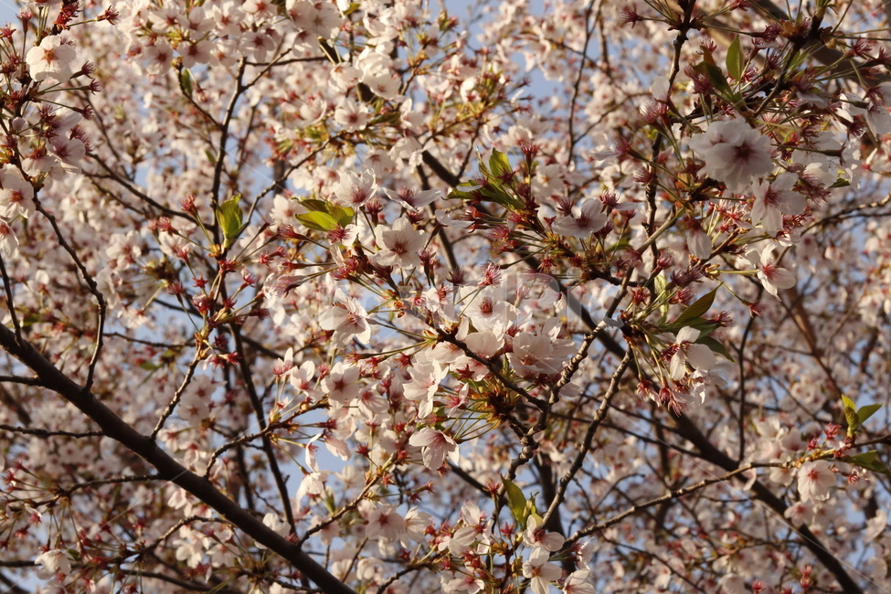 벚나무,벚꽃,봄,감성,분홍빛,분홍,feeling,color,coloroffeeling,cherryblossoms