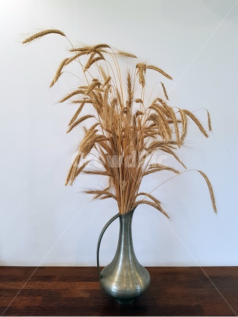 화병,보리,배경,폰바탕,배경화면,background,barley,vase,흰색,갈색,white,brown,식물,자연,plants,nature,실내용화초,화분,화초,house plant,인테리어,실내디자인,interior design