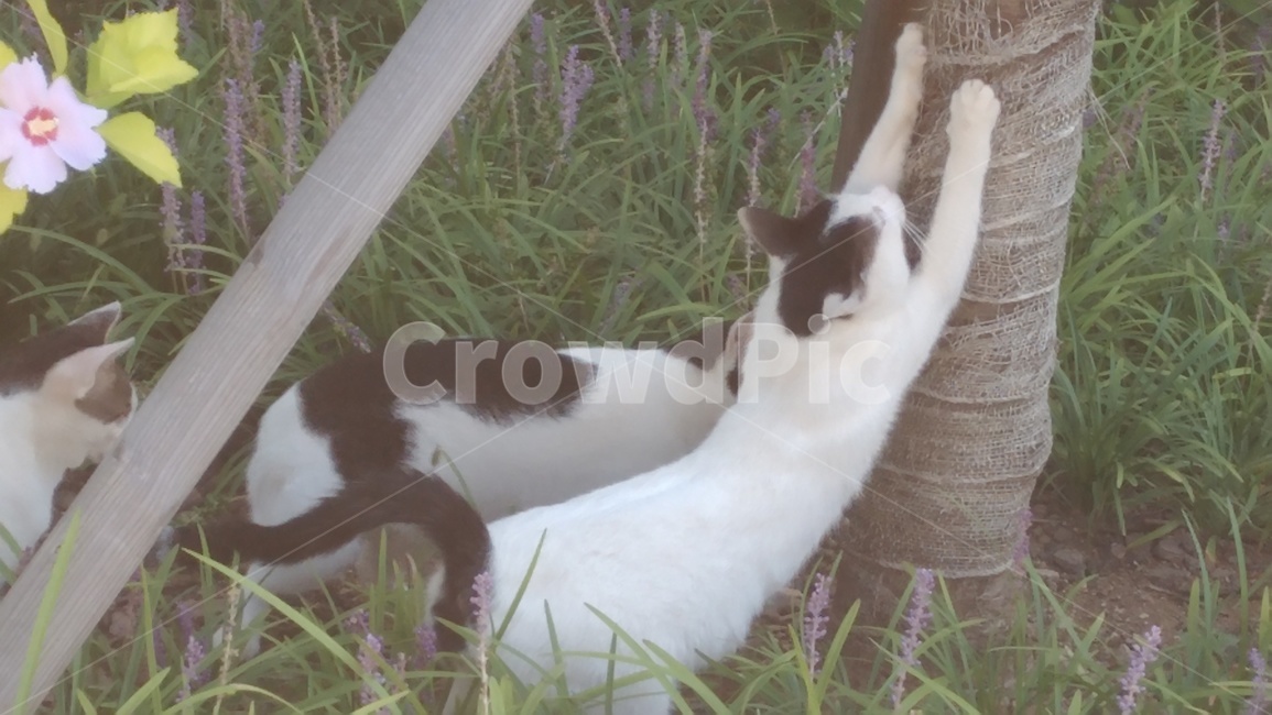고양이,기지개,스트레칭,준비운동,유연함,하얀색,동물,animal,포유류,mammal,고양이,cat,kitten,kitty