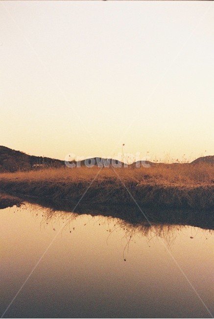 우포늪,늪지,자연,새벽,아침,필름사진,나무,빛,자연,풍경,nature,landscape,outdoors,옥외,land,땅