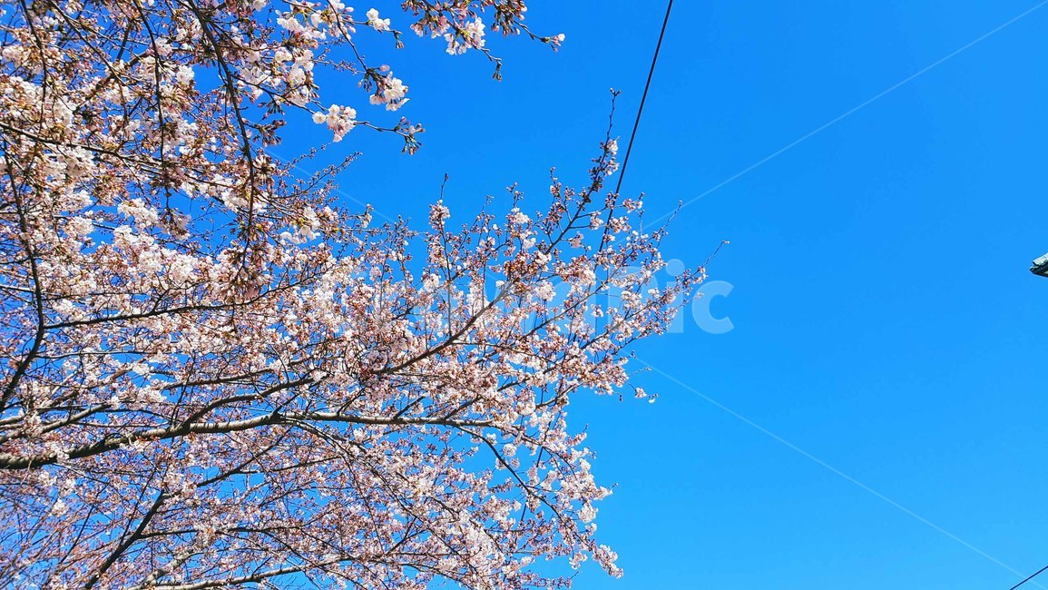 봄,벚꽃,자연,풍경,봄이미지,벚꽃길,꽃,봄꽃,봄,계절,spring,season,plant,식물