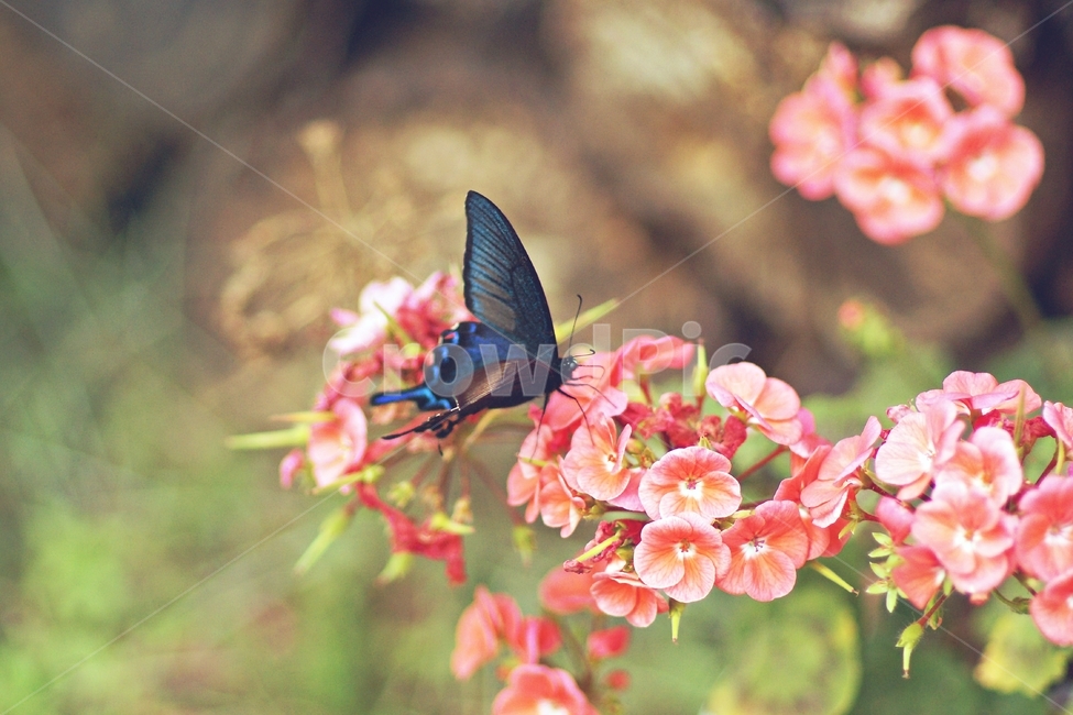 summer,나비,butterfly,야생화,정물사진,동물,animal,곤충,벌레,insect,bug
