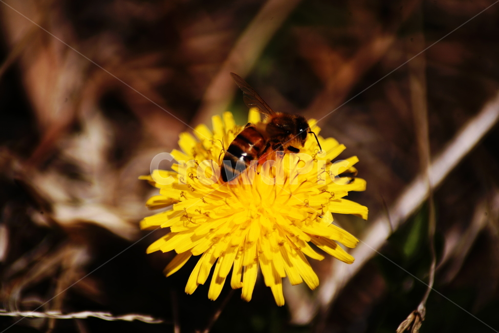 민들레,야생화,들꽃,허니,꿀벌,벌,honey,식물,자연,plants,nature,꽃,flower,동물,animal,곤충,벌레,insect,bug