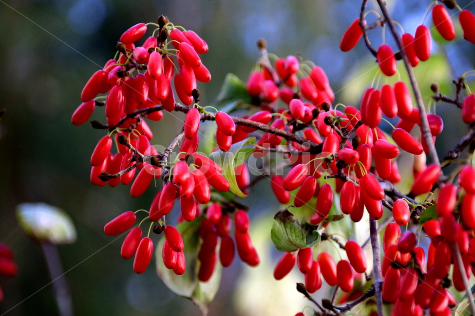 가을,계절,열매,식물,나무,식물,자연,plants,nature,과일,열매,fruit