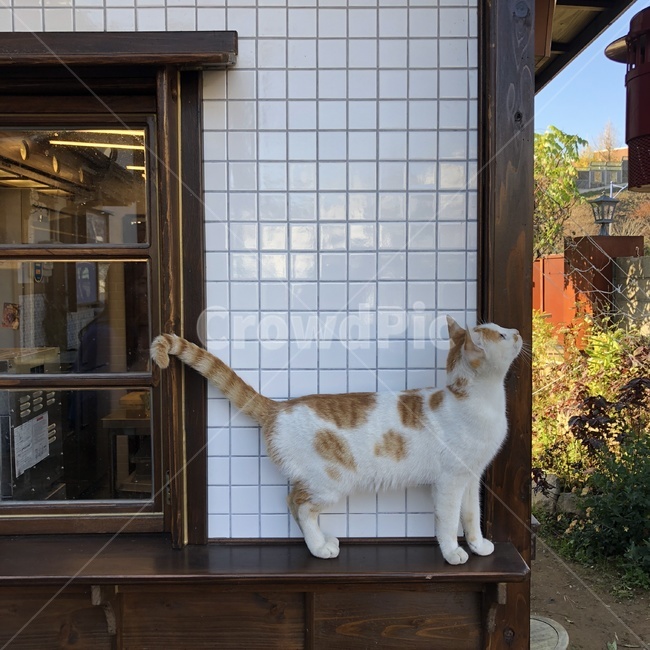 길고양이,동물,앉아있는고양이,고양이발,치즈고양이