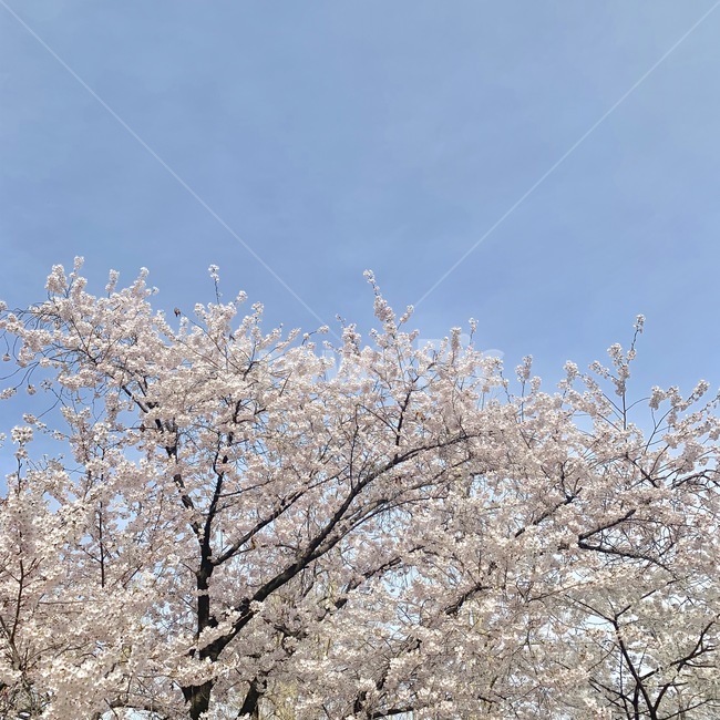 봄,벚꽃,벚꽃축제,풍경,꽃,spring,봄풍경,핑크,나들이,landscape,flower