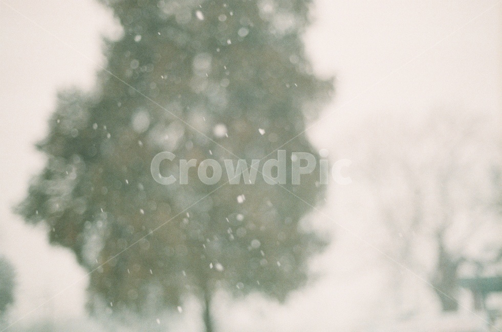 눈,겨울,나무,필름사진,포근한,풍경,자연,감성사진,snow,sensitive,winter,film,tree,겨울,계절,winter,season,자연,풍경,nature,landscape,outdoors,옥외