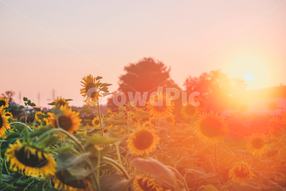 해바라기,감성,감성사진,햇살,노을,여름,계절,summer,season,가을,fall,autumn,식물,자연,plants,nature,꽃,flower,감성,sensible,feeling,색깔,색상,색채,색감,color sense,color sensitivity,feeling of color,plant