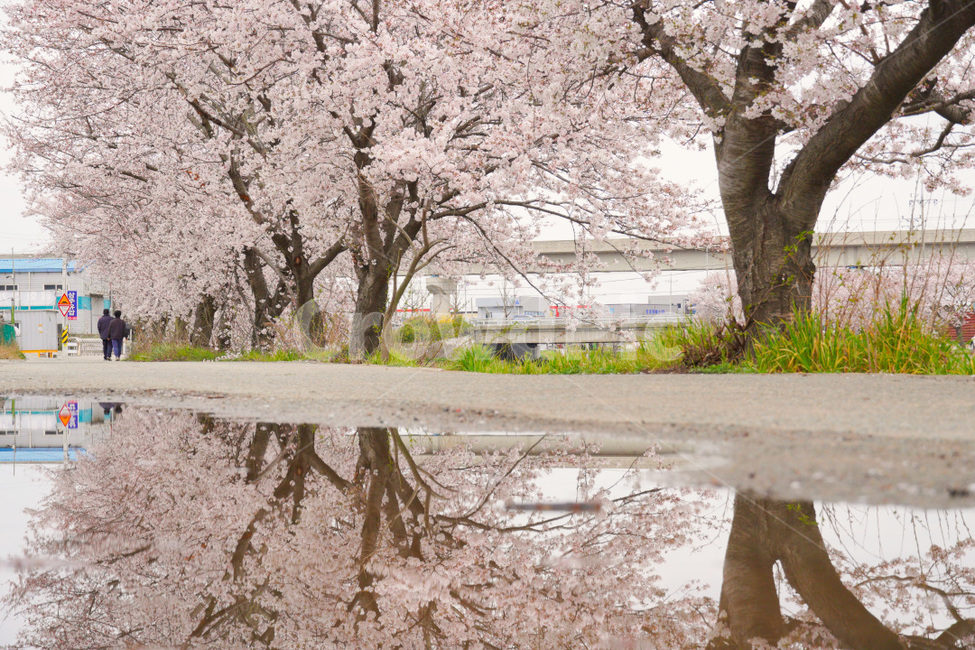 plant,flower,blossom,꽃,벚꽃