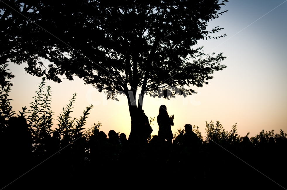 노을,역광,실루엣,해질녘,나무,수풀,저녁,빛,감성,사람,sunset,light,tree,공원,사람들,대중,군중,other people,crowd,인물실루엣,사람실루엣,character silhouette,human silhouette,silhouette,plant,식물,person,human,인간