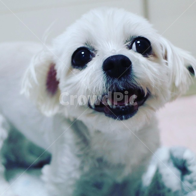 pet,애완동물,동물,animal,dog,개,귀여운,cute,포유류,mammal,개,강아지,dog,doggy
