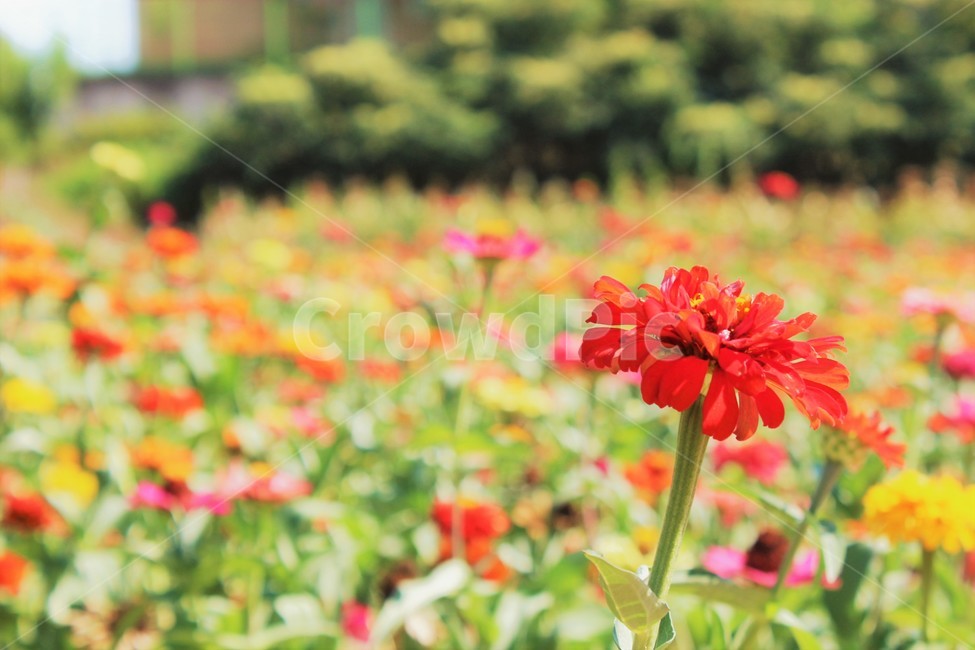 plant,식물,flower,꽃,blossom,제라늄,geranium,자연,nature