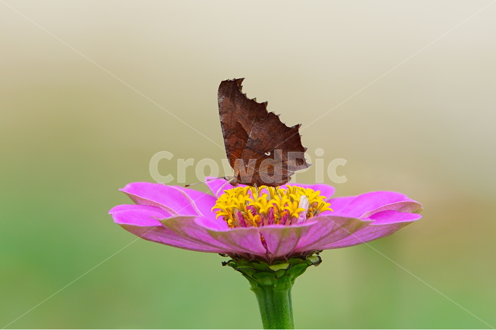 꽃,나비,곤충,식물,배경,식물,자연,plants,nature,꽃,flower,동물,animal,곤충,벌레,insect,bug