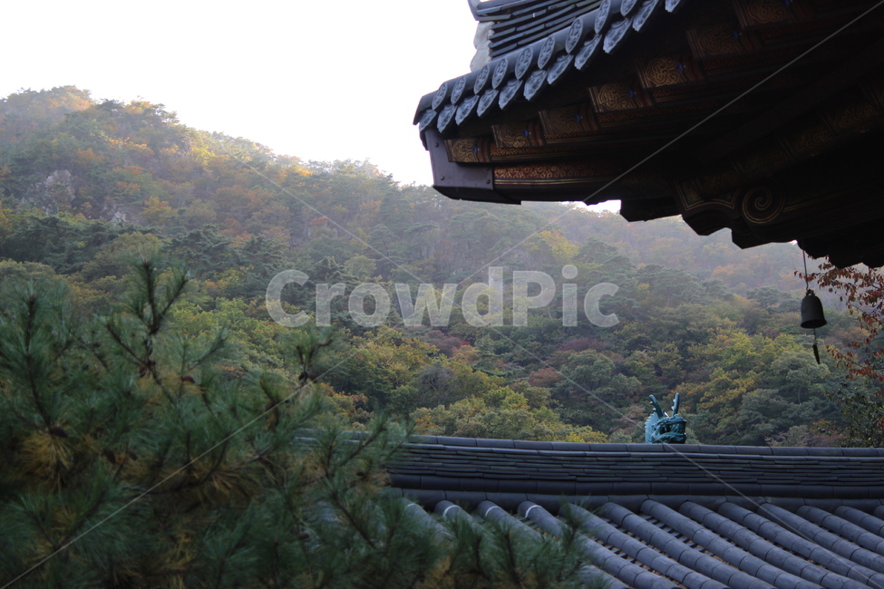 산사,가을,절,한옥,내장산,낙엽,한국전통,한국문화,korean traditional,korean culture