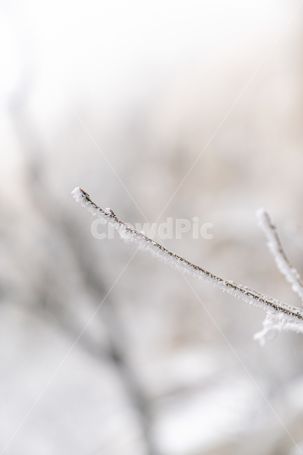 ice,빙,nature,자연,outdoors,식물,snow,눈,등산,산,상고대,서리