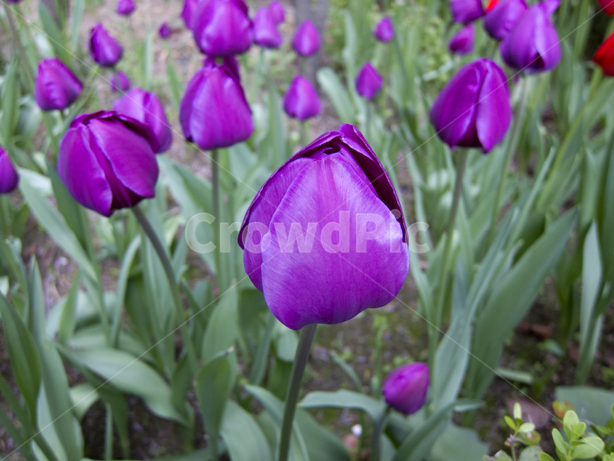 꽃,플라워,flower,채색,color,식물,자연,plants,nature,꽃,flower