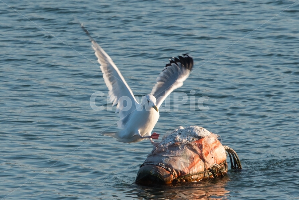 갈매기,Seagull,착륙,Landing,새,Bird,동물,animal,조류,새,birds