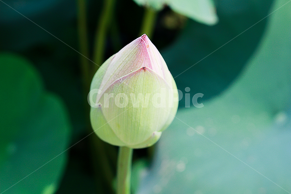 연꽃,꽃망울,꽃,수련,꽃봉오리,봄,여름,6월,7월,8월,9월,홍연,연잎,lotus,flower,blossom,nelumbonucifera,bud