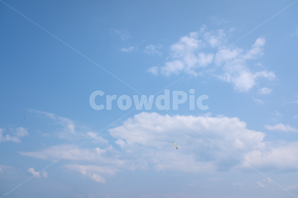 하늘,파란하늘,갈매기,구름,파란색,자연,한국자연,자연,풍경,nature,landscape,adventure,모험,leisure activities,레저 활동,gliding,활공