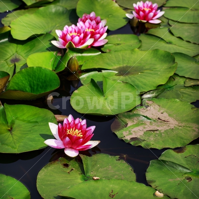연꽃,제주,여름,호수,꽃사진,카멜리아힐,식물,자연,plants,nature,꽃,flower