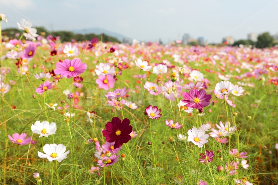 코스모스,풍경,가을,풍경사진,cosmos,아웃포커싱,autumn,fall,자연,캐논,cannon,대전,한국,가을,계절,fall,autumn,season,식물,자연,plants,nature,꽃,flower,plant,blossom,petal,꽃잎