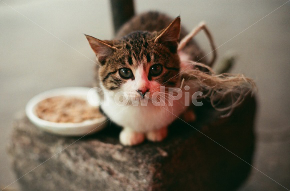 고양이,길고양이,동물,애완묘,고양이얼굴,귀여운고양이,생선가게고양이,시골고양이,동네고양이,귀여운동물,동물,animal,포유류,mammal,고양이,cat,kitten,kitty,감성,sensible,feeling