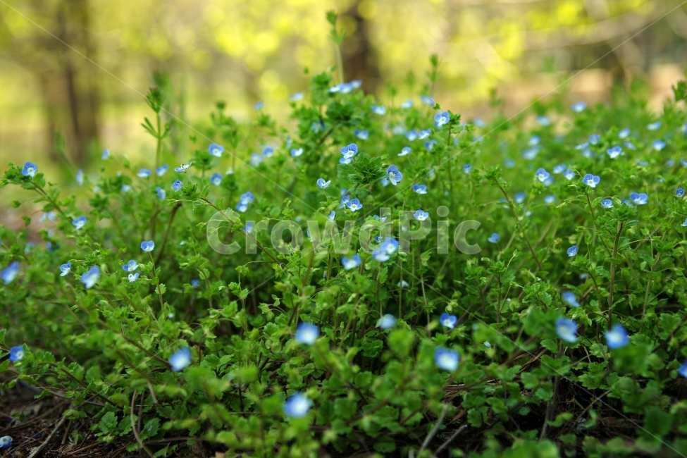잡초꽃,봄,이름모를꽃,봄이온다,꽃,식물,자연,plants,nature,꽃,flower