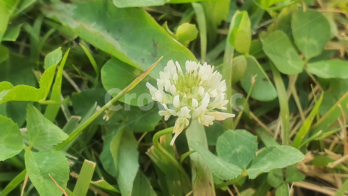 토끼풀,네잎클로버,토끼풀꽃,클로버꽃,클로버,꽃,식물,자연,plants,nature,꽃,flower