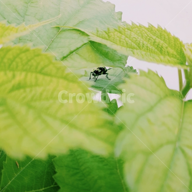 photography,풀숲,곤충,하늘소,시골,맑은날,산,사진,감성,푸른색,봄,monotone,자연풍경,스냅,snap,필름카메라,pilm,longicorn,beetle,식물,자연,plants,nature,동물,animal,곤충,벌레,insect,bug