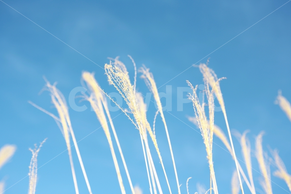 가을,갈대,계절,하늘,풍경,감성사진,색감,식물,자연,autumn,sky,emotion,color,plant,nature,season,식물,자연,plants,nature,감성,sensible,feeling,색깔,색상,색채,색감,color sense,color sensitivity,feeling of color