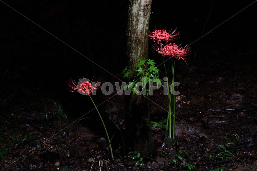 꽃무릇,석산,상사화,꽃,식물,단풍,단풍나무,식물,자연,plants,nature,꽃,flower,나무,trees,wood
