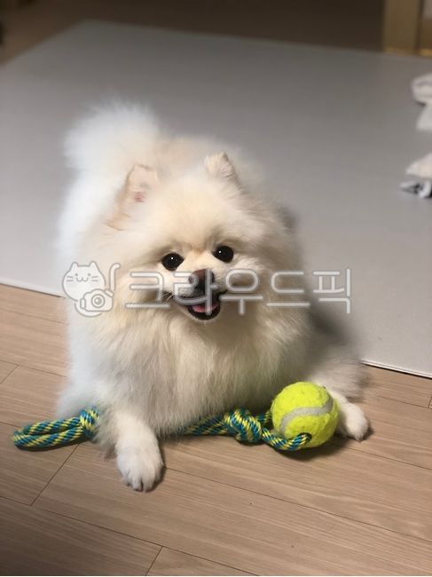 white form,ball,form,pomeranian,dog play