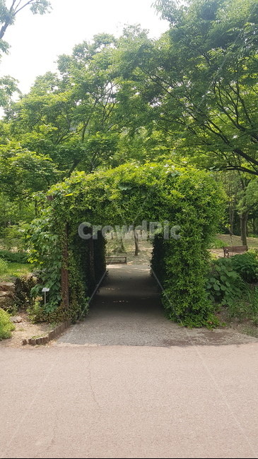 담쟁이,덩굴,덩굴식물,식물터널,터널,여름,초록,초록잎,자연,수목원,식물,초록식물,abigtalker,vines,planttunnel,summer