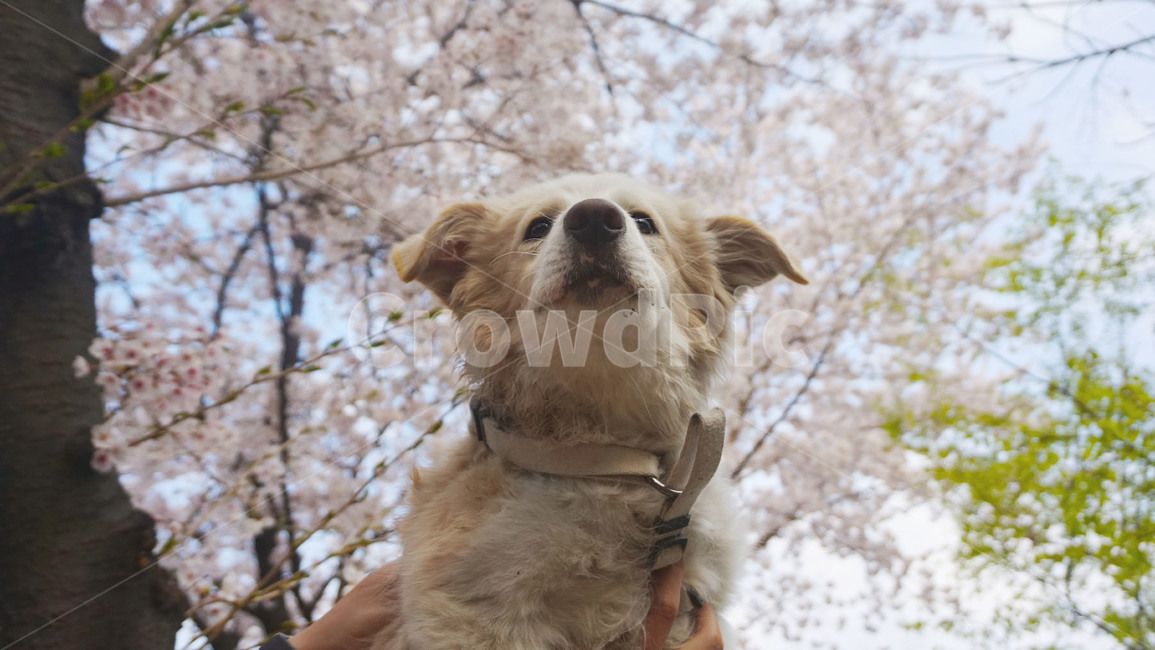 꽃개,벚꽃,꽃,봄,강아지,보더콜리,개,동물,animal,포유류,mammal,개,강아지,dog,doggy
