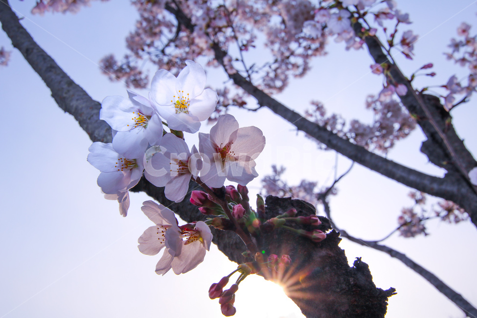 벚꽃,봄,꽃,cherryblossom,pink,flower,tree