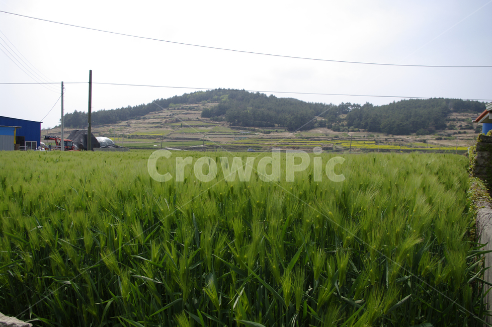 청보리,보리밭,식물,plant,자연,nature,봄,spring,자연,풍경,nature,landscape,grassland,목초지,outdoors,옥외,field,들,vegetation,초목
