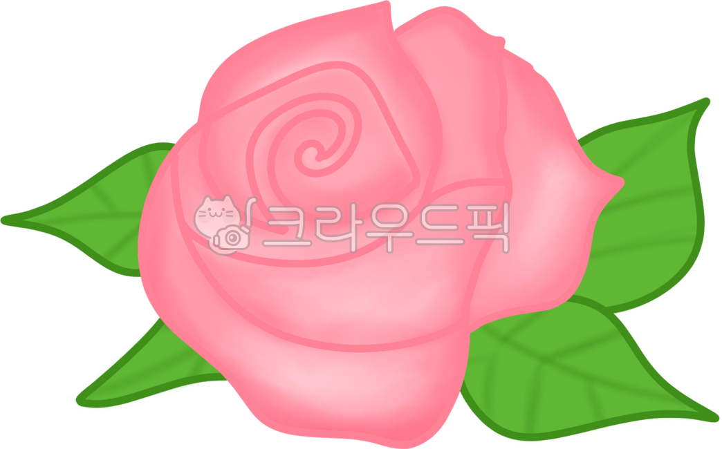 장미,장미꽃,핑크장미,분홍장미,꽃,식물,자연,rose,꽃송이
