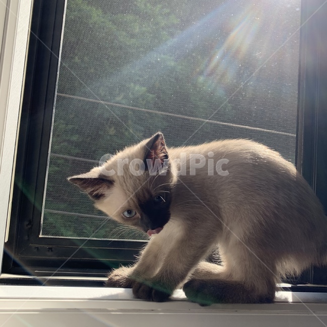 동물,고양이,반려묘,귀여워,샴