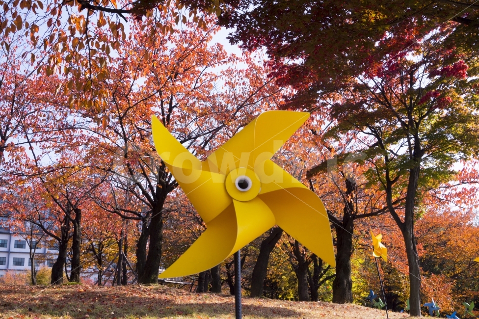 바람개비,단풍,단풍나무,풍경,자연,바람,컬러,회전,풍차,배경,휠,에너지,놀이,휴일,디자인,힘,돌리기,노랑,옥외,하늘,스핀,가을,낙엽,단풍잎,잎,빨강,나무,10월,11월,계절,브라운,식물,수목,낙엽잎,야외,녹색,가을,계절,fall,autumn,season,사물,물건,오브젝트,thing,object,matter,plant,leaf,tree,maple